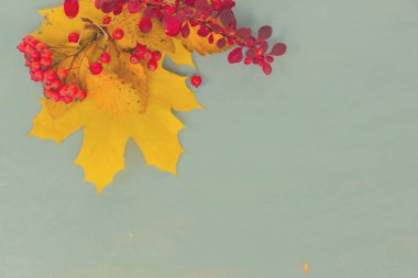 Sonbahar yaprakları mavi