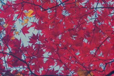 kırmızı akçaağaç yaprakları