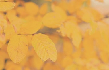 Titrek sonbahar yaprakları