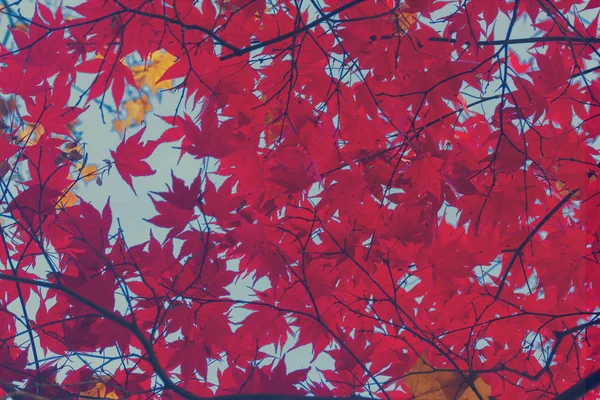 kırmızı akçaağaç yaprakları