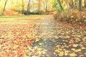Cesta v podzimním parku