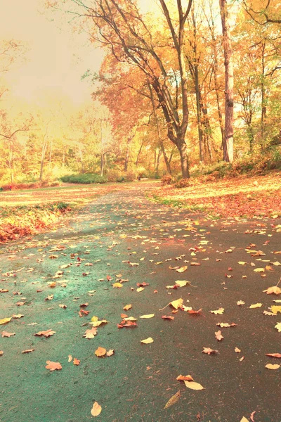 Estrada no parque outono — Fotografia de Stock