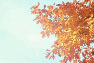 Titrek sonbahar yaprakları