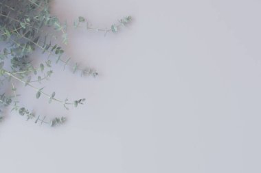 taze yeşil yapraklar