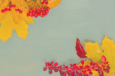 Sonbahar yaprakları mavi