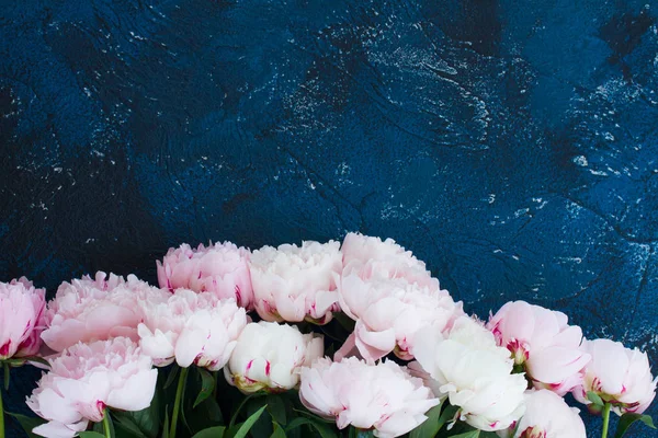Peonie fresche su azzurro — Foto Stock
