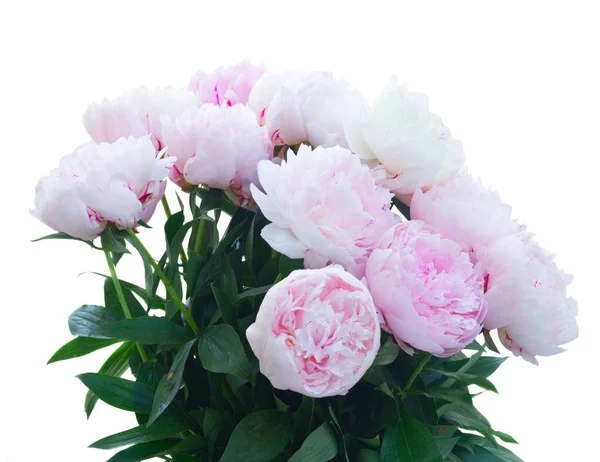 Taze şakayık çiçekleri