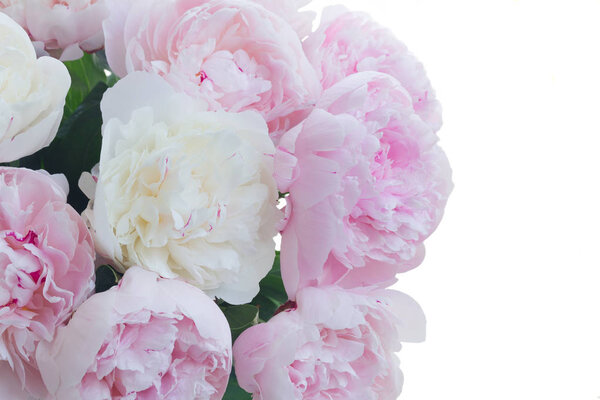 Fresh peony flowers