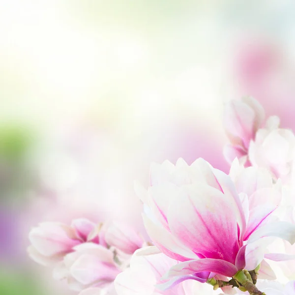 Floração rosa magnólia Flores — Fotografia de Stock