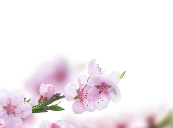 Pink cherry blossom — Stock Photo, Image