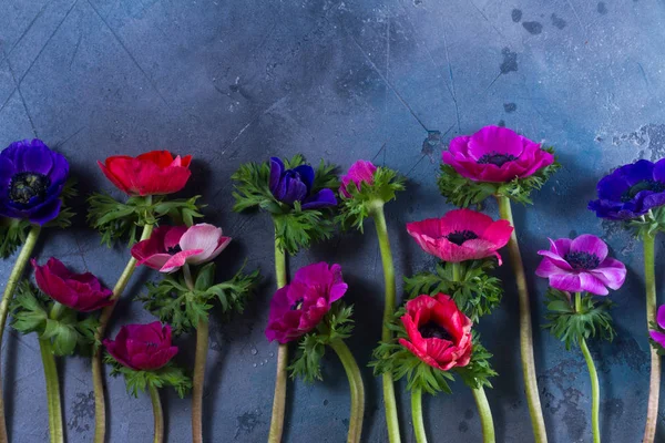 Fiori di anemoni su sfondo di pietra — Foto Stock