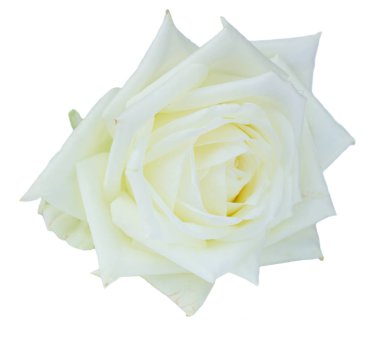 Beyaz çiçek açan güller