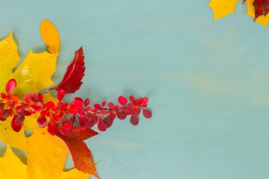 Sonbahar yaprakları mavi