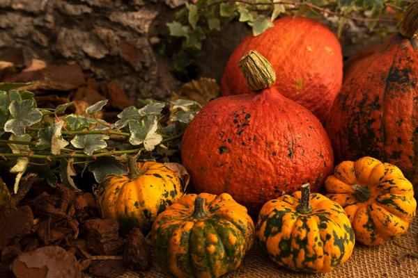 Pumpkin on table — Stock Photo, Image