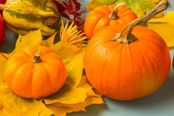 Calabazas sobre mesa azul — Foto de Stock