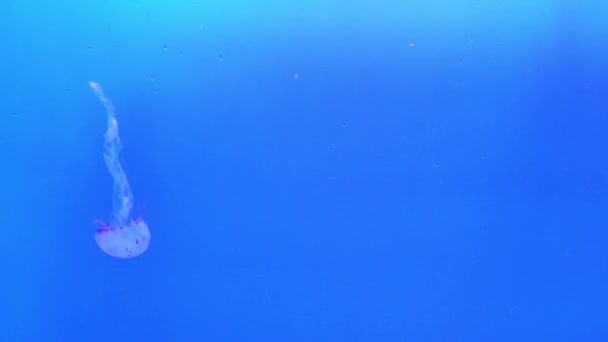 Pływanie w wodzie jellifishes — Wideo stockowe