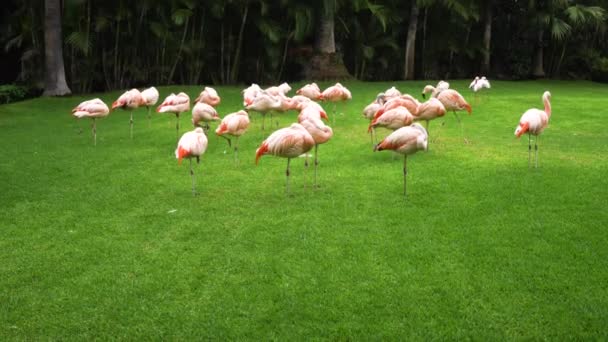 在绿色草地上的粉红色火烈鸟 — 图库视频影像