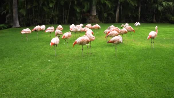 Fenicotteri rosa su erba verde — Video Stock