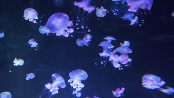 游泳在水 jellifishes — 图库视频影像