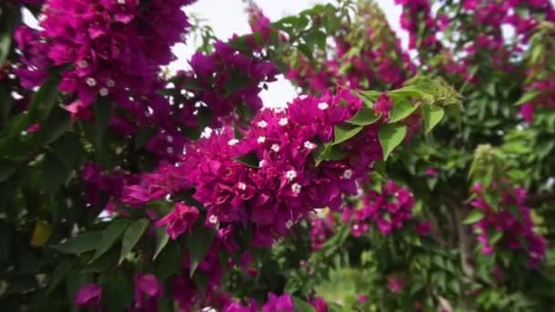 Bougainvillea różowy kwiat — Wideo stockowe