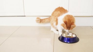 kase için çalışan ve yeme kedi