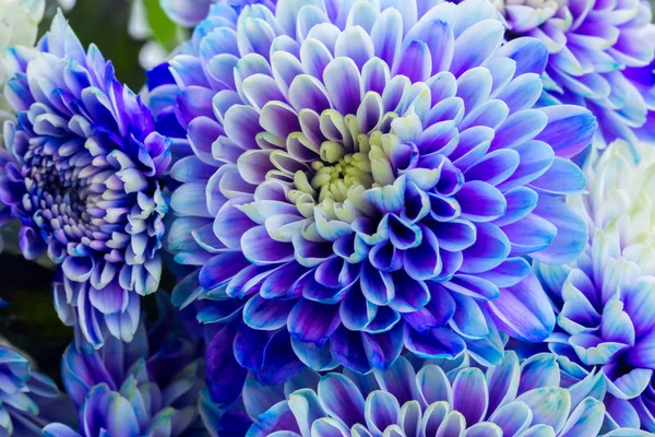 Flores de crisântemo azul — Fotografia de Stock