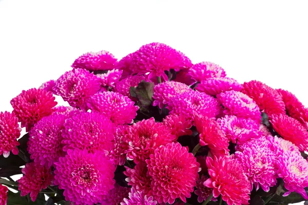 Blauwe chrysant bloemen — Stockfoto