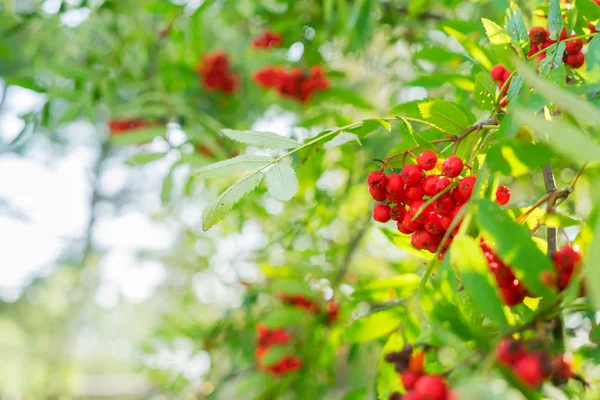 Рябиновые ягоды и листья — стоковое фото