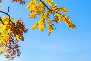 Titrek sonbahar yaprakları