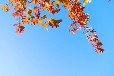 Titrek sonbahar yaprakları