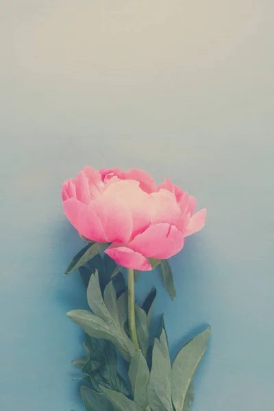 Peonie fresche su azzurro — Foto Stock