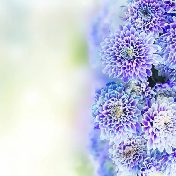 Fiori di crisantemo blu — Foto Stock