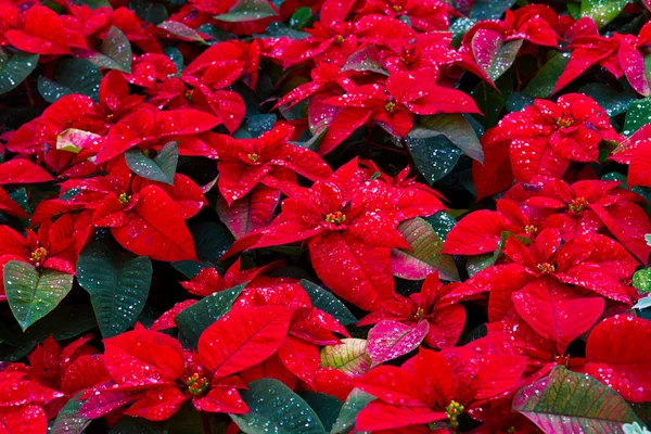 Flores estrela de Natal — Fotografia de Stock