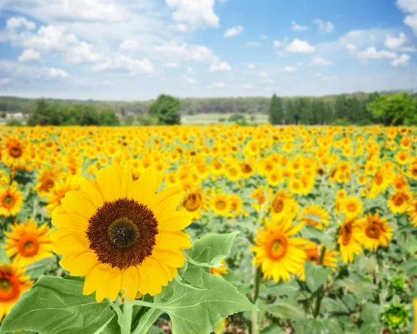 Campo de girassóis — Fotografia de Stock