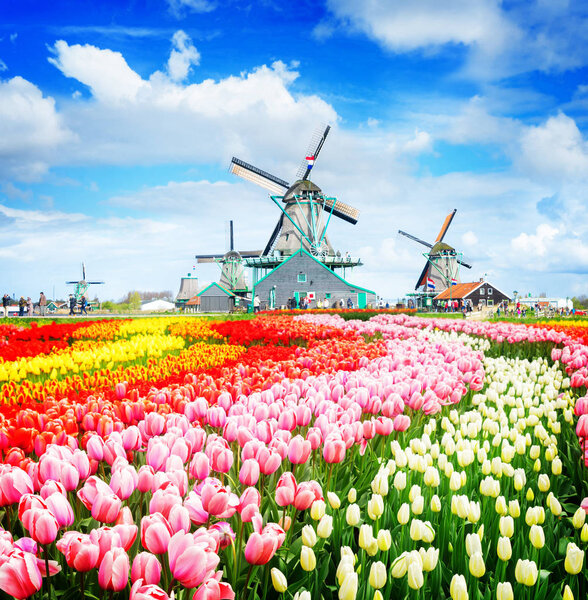 Ветряные мельницы Нидерландов