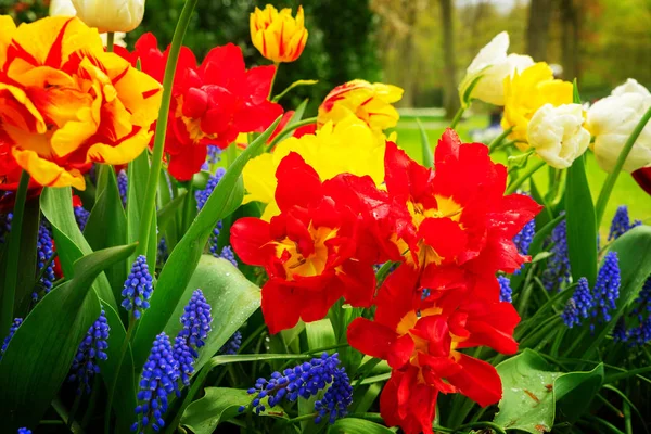 Lecho de flores de tulipanes y arándanos — Foto de Stock