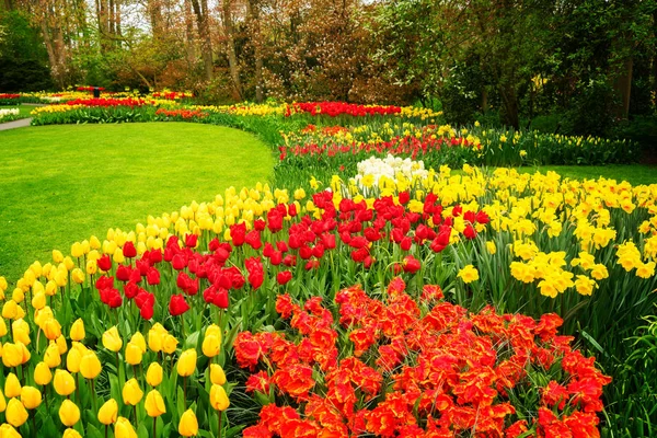 A tulipánvirágok sorai — Stock Fotó