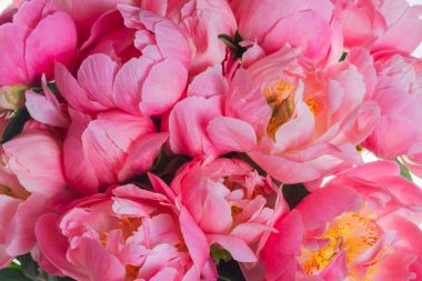 Pembe çiçek arkaplanı