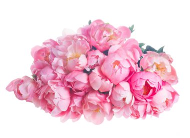 Taze şakayık çiçekleri