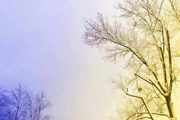 Zimní strom se sněhem — Stock fotografie