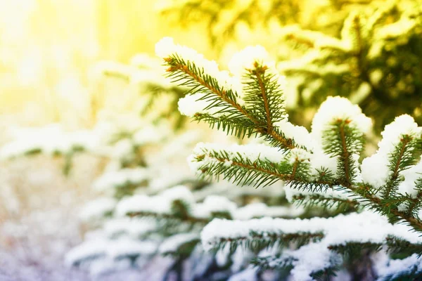 Χειμώνα με spruice δέντρο — Φωτογραφία Αρχείου