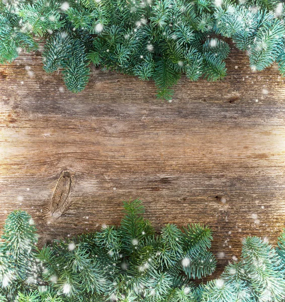 圣诞节新鲜常青树枝 — 图库照片