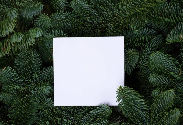 常緑樹のクリスマス背景 — ストック写真