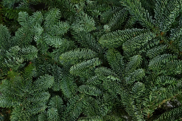 Fond de Noël avec arbre à feuilles persistantes — Photo