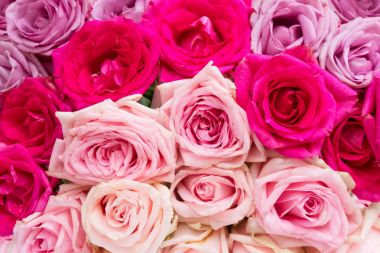 Mor ve pembe çiçek açan güller