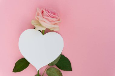 Mor çiçek açan güller