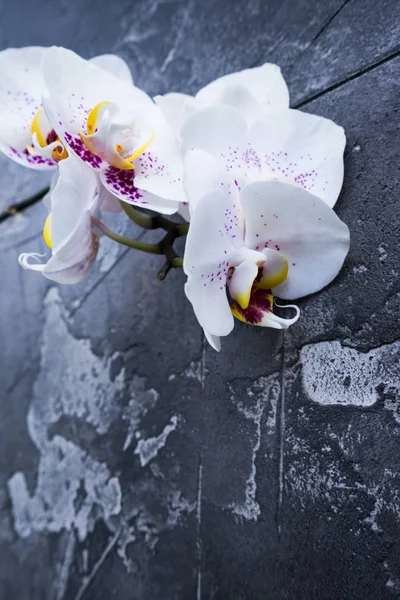新鮮な蘭の花 — ストック写真