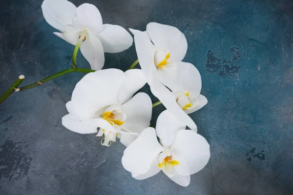 Flores frescas de orquídeas — Foto de Stock