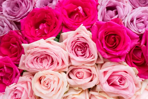 Mor ve pembe çiçek açan güller — Stok fotoğraf