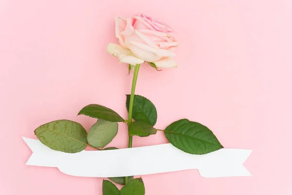 Rose viola in fiore — Foto Stock